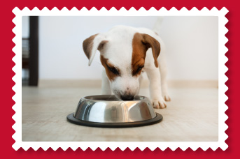 Dosis de comida para cachorros